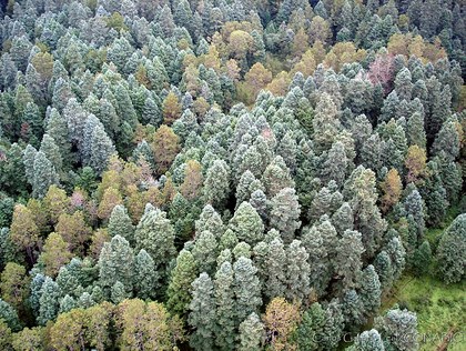 ¿Qué es el manejo forestal comunitario y por qué debe ser el eje de la política forestal de México?