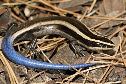 Eslizón chato Plestiodon brevirostris ssp. bilineatus.jpg