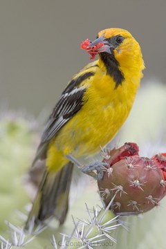 Calandria-dorsirray.jpg