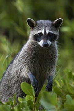 Mapache.jpg