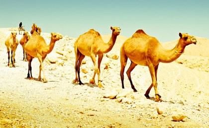 Camellos 3.jpg