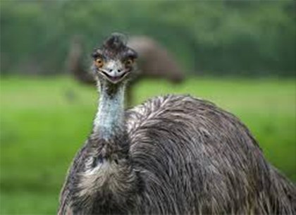 Emú.jpg
