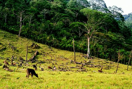 Deforestacion en Los Tuxtlas.jpg