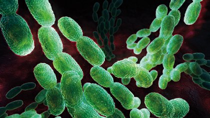 Daniel Mayer Martínez-Synechococcus.jpg