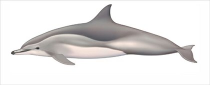 Delfin Clymene Stenella clymene.jpg