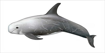 Delfin de risso Grampus griseus.jpg
