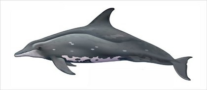 Delfin dientes rugosos Steno bredanensis.jpg