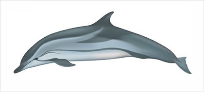 Delfin listado Stenella coeruleoalba.jpg