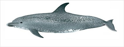 Delfin moteado del Atlantico Stenella frontalis.jpg