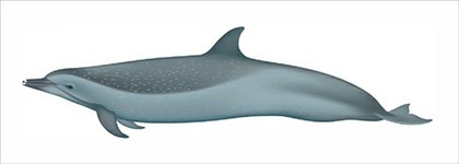 Delfin moteado pantropical Stenella attenuata.jpg