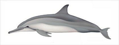 Delfin tornillo Stenella longirostris.jpg