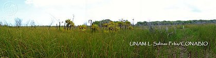 JF078 0937 Cladium jamaicense y.jpg