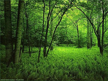 Árboles y medioambiente.jpg