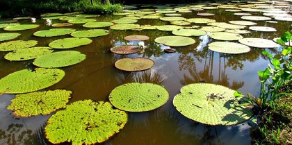 Amazonas_departamento.jpg