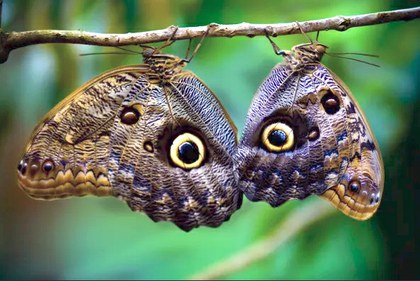 Mariposas búho copy.jpg