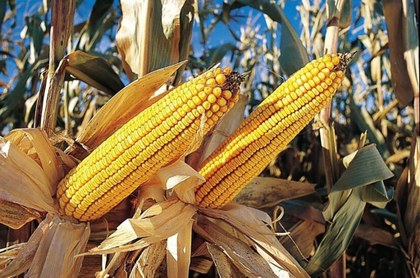 brasil-podria-ser-el-principal-productor-de-alimentos-transgenicos-1-828x548.jpg