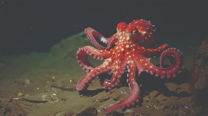 Pulpo.jpg