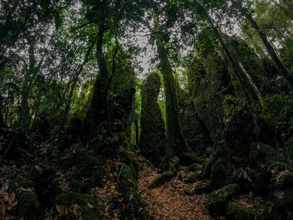 El bosque es conservado (Armando de la Fuente).jpg
