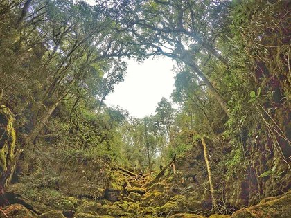 Un bosque sano (Jorge Castillo Wong).jpg