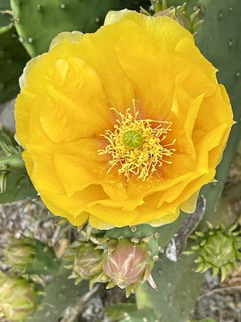 opuntia.jpg