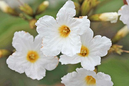 plantas nativas (2).jpg