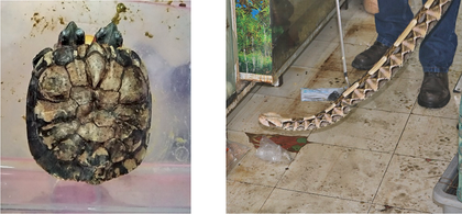 Especies raras.png