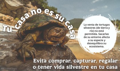 Tortuga 1.jpg