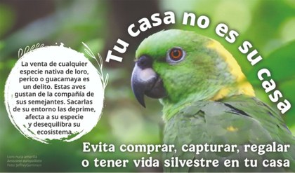 Perico 1.jpg
