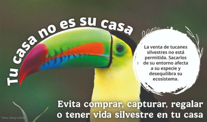 Tucán 1.jpg