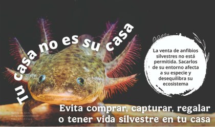 Axolotl 1.jpg