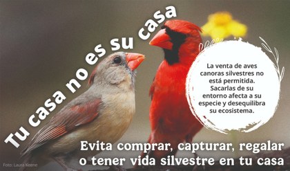 Cardenal 1.jpg