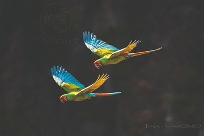 Guacamayas verdes 1.jpg