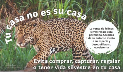Jaguar 1.jpg