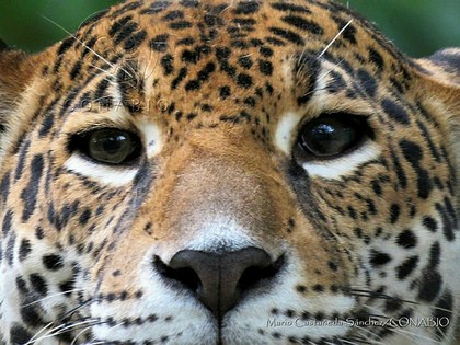 MCS103 Panthera onca.JPG.kCfg3Y7zMUHvKSVjsAng0JtbmFja29CbnFuZ3NAbXJ6LGtwZwA.rxABNruLcf.jpg