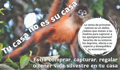 Mono araña.jpg