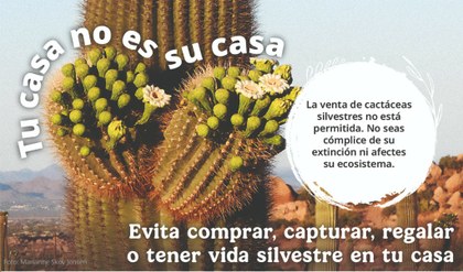 Órgano.jpg