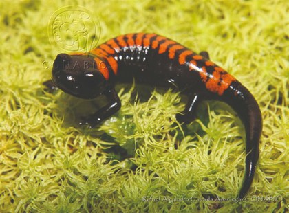 Salamandra.jpg