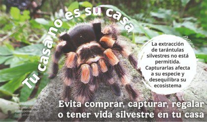 Tarántula 1.jpg
