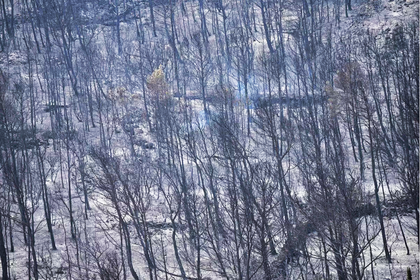 Bosque Francia.png